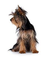 Cute little black and tan Yorkshire Terrier dog puppy, sitting up facing frontl. Looking side ways showing profile. Isolated on a white background, Netherlands [IBR123638359]