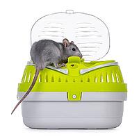Tame cute young blue rat sitting in open travel container, standing on edge of the box. Llooking towards camera. Isolated on a white background, Netherlands [IBR123638363]