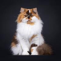 Brown tortie with white British Longhair cat, sitting up facing front. Looking straight to camera with big orange eyes. Isolated on a black background, Netherlands [IBR123638365]
