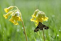 Evening primrose swarmer sits on the inflorescence of a cowslip, animals, insects, (Proserpinus proserpina), butterflies [IBR112770443]