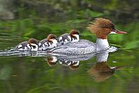 Goose scavenger with offspring, chicks, baby animals, group, biotope, habitat, (Mergus merganser), six young animals, female, family of goose birds, Germany [IBR112770444]