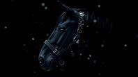 A profile of a majestic black horse displays its head, wearing a beautifully embroidered halter with bells, as delicate snowflakes fall softly around it at night on a pure black background. AI generated [IBR123641891]