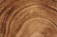 Wooden detailed texture of cut tree trunk cross-section or stump. Brown surface of concentric tree rings. Wood texture background. Ecology concept. Grungy hardwood material. Macro, close up [IBR123646459]