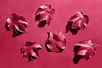 Red decorative wild grape leaves on green background. Decorative fox grape autumn fallen leaf. Parthenocissus tricuspidata [IBR123646475]