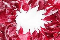 Color of the year 2023 Viva magenta. Frame with red decorative wild grape leaves isolated on white background. Decorative fox grape autumn fallen leaf border [IBR123646479]
