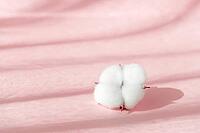 Cosmetic pink background for product presentation with cotton flower, shadows and light from windows. Mockup scene, natural organic cosmetic concept. Window shadow overlay effect [IBR123646499]