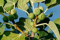 Bunch of green figs on a fig tree against sea background. Ficus Carica branch with fruits. Close up [IBR123646502]