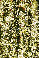 Sparkling holiday lights in festive green and gold bokeh background [IBR123646523]