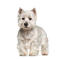 West Highland White Terrier standing against white background [IBR123664737]
