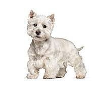 West Highland White Terrier standing against white background [IBR123664738]