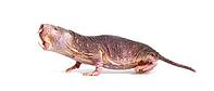 Naked Mole-rat, hairless rat, Heterocephalus glaber, isolated on wihte [IBR123664739]