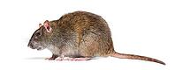 Side view of a brown rat, Rattus norvegicus, isolated [IBR123664740]