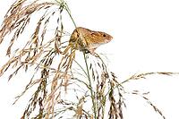 Harvest mouse, Micromys minutus, climbing, holding and balancing on high grass, isolated on white [IBR123664745]