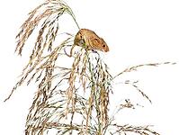 Harvest mouse, Micromys minutus, climbing, holding and balancing on high grass, isolated on white [IBR123664746]