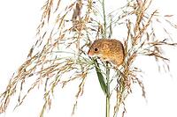 Harvest mouse, Micromys minutus, climbing, holding and balancing on high grass, isolated on white [IBR123664747]