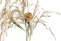 Harvest mouse, Micromys minutus, climbing, holding and balancing on high grass, isolated on white [IBR123664748]