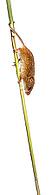 Harvest mouse, Micromys minutus, climbing holding and balancing with its tail on high grass, isolated on white [IBR123664749]