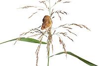Harvest mouse, Micromys minutus, climbing, holding and balancing on high grass, isolated on white [IBR123664750]