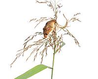 Harvest mouse, Micromys minutus, climbing, holding and balancing on high grass, isolated on white [IBR123664751]