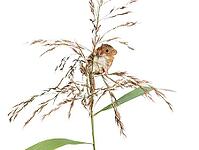 Harvest mouse, Micromys minutus, climbing, holding and balancing on high grass, isolated on white [IBR123664752]