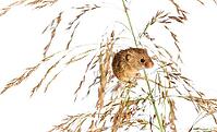 Harvest mouse, Micromys minutus, climbing, holding and balancing on high grass, isolated on white [IBR123664753]