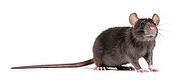 Black rat, Rattus rattus, in front of white background [IBR123664755]