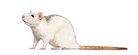 Domestic rat against white background [IBR123664757]