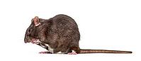 Domestic rat cleaning itself against white background [IBR123664758]