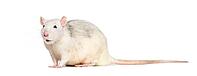 Domestic rat against white background [IBR123664759]