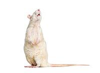 Domestic rat against white background [IBR123664760]