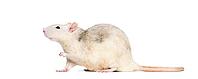 Domestic rat against white background [IBR123664761]