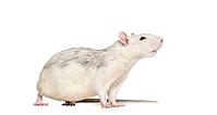 Domestic rat against white background [IBR123664762]