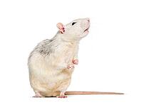 Domestic rat against white background [IBR123664763]