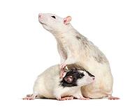 Domestic rats against white background [IBR123664764]