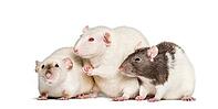 Domestic rats against white background [IBR123664765]