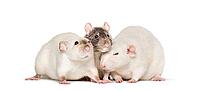 Domestic rats against white background [IBR123664766]