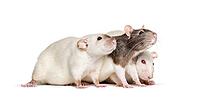 Domestic rats against white background [IBR123664767]