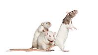Domestic rats against white background [IBR123664768]