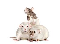 Domestic rats against white background [IBR123664769]