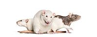 Domestic rats against white background [IBR123664770]