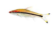 Denison barb, Sahyadria denisonii, isolated on white [IBR123664771]