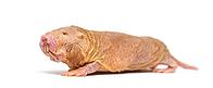 Naked Mole-rat, hairless rat, isolated on wihte [IBR123664772]