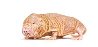 Naked Mole-rat, hairless rat, isolated on wihte [IBR123664773]