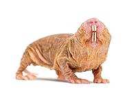 Naked Mole-rat, hairless rat, isolated on wihte [IBR123664774]