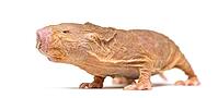 Naked Mole-rat, hairless rat, isolated on wihte [IBR123664777]