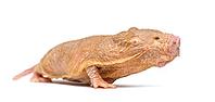 Naked Mole-rat, hairless rat, isolated on wihte [IBR123664778]