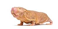 Naked Mole-rat, hairless rat, isolated on wihte [IBR123664779]