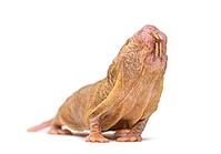 Naked Mole-rat, hairless rat, isolated on wihte [IBR123664780]