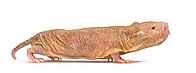 Naked Mole-rat, hairless rat, isolated on wihte [IBR123664781]