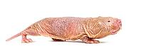 Naked Mole-rat, hairless rat, isolated on wihte [IBR123664784]